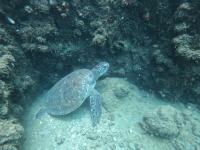 Sea turtle