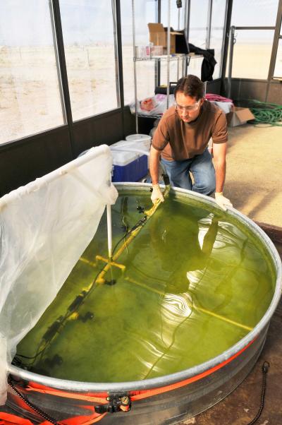 Algae