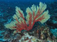 <i>Muriceopsis tuberculata</i>