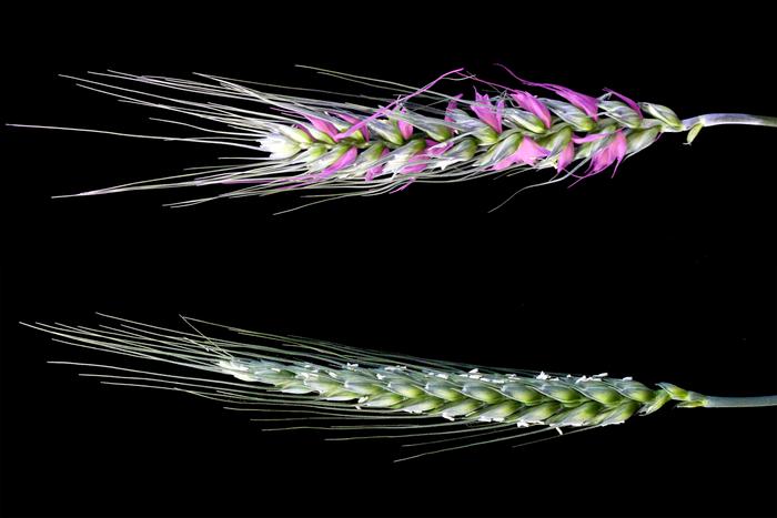 Fielder Wheat