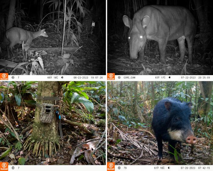 Large mammals alter soil chemistry and increase fertility in the Atlantic Forest