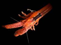 Snapping Shrimp