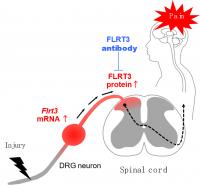 FLRT3