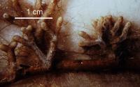 Mycorrhizal Fungi