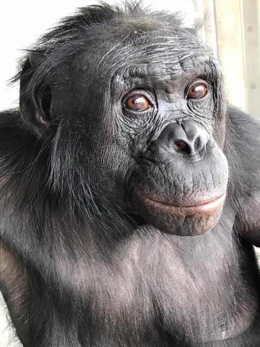 Apes Share Human Ability to Imagine /PHOTO 1