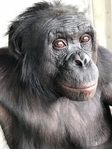 Apes Share Human Ability to Imagine /PHOTO 1