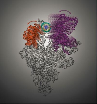 The movement of bacterial RNA Polymerase's Clamp and &#946;-lobe