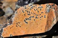 <em>Porpidia</em>