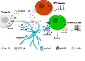 Brain regulation of appetite diagram