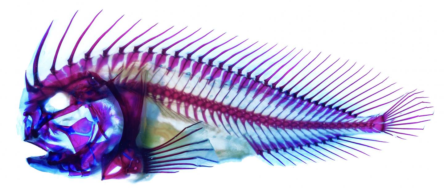 Warty Prowfish
