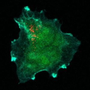 The immune synapses formed by NK-92 cells