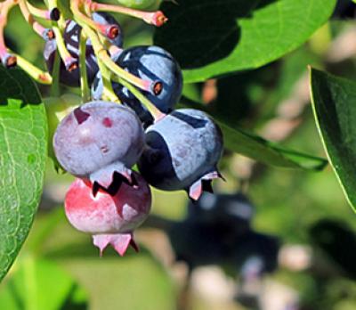 Blueberries