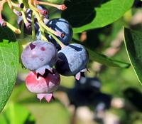 Blueberries