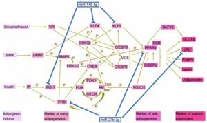 Deregulated miR-145 and miR-27b in Hutchinson-Gilford progeria syndrome: implications for adipogenesis