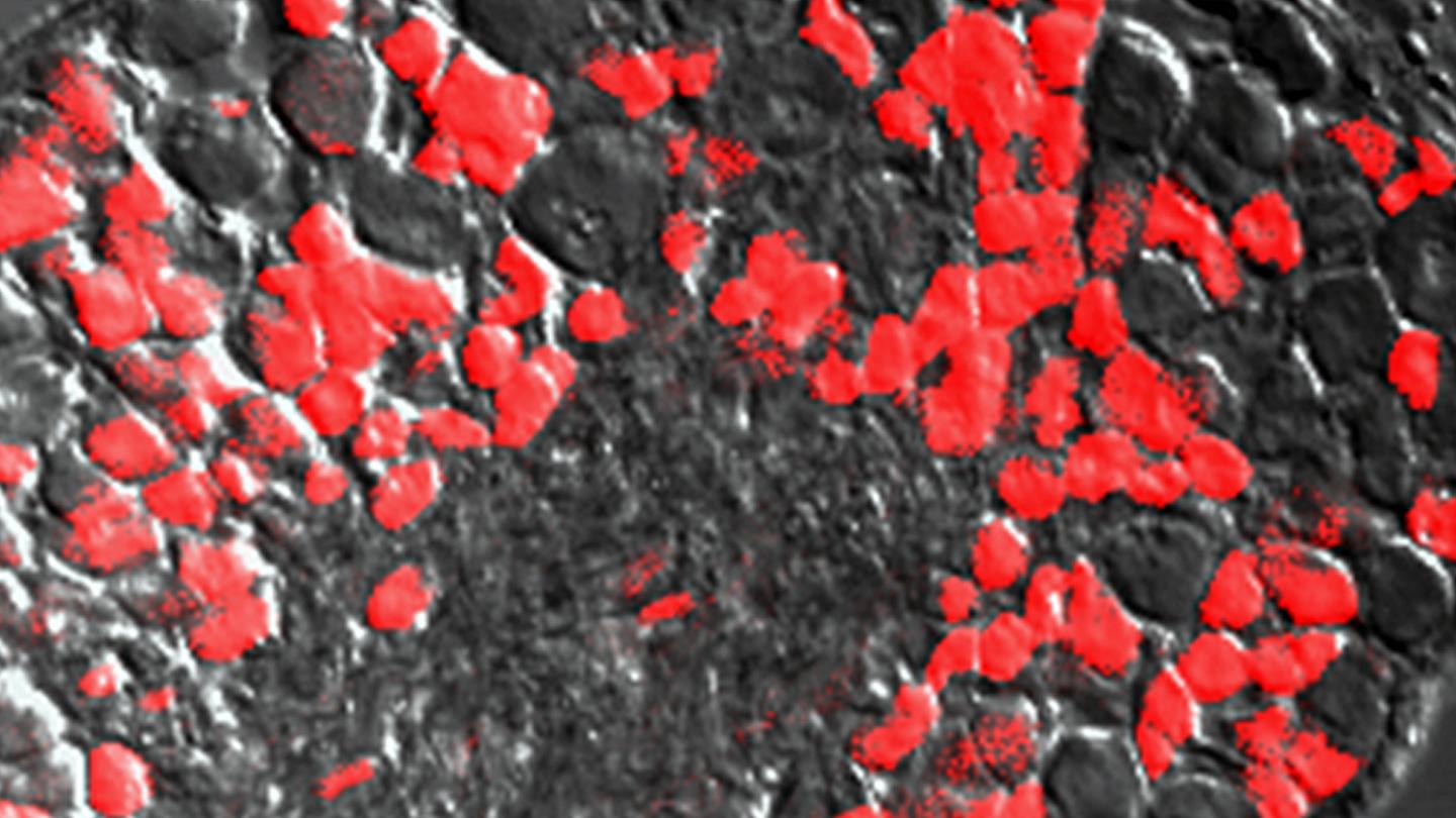Sensory Neurons
