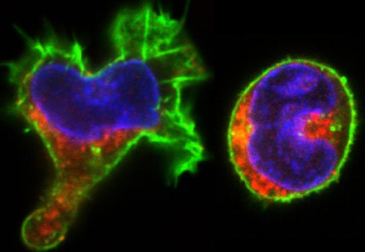 Which Type of Cell to Become: Decision Through Indecision