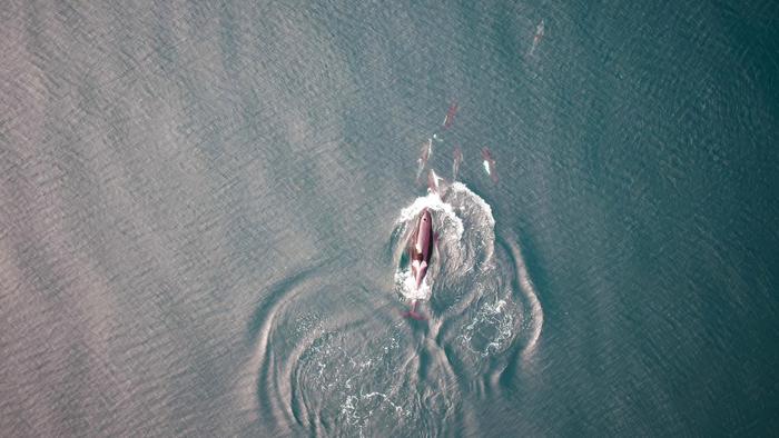 Killer whales, dolphins, and dall's porpoise interacting at the surface between foraging dives.