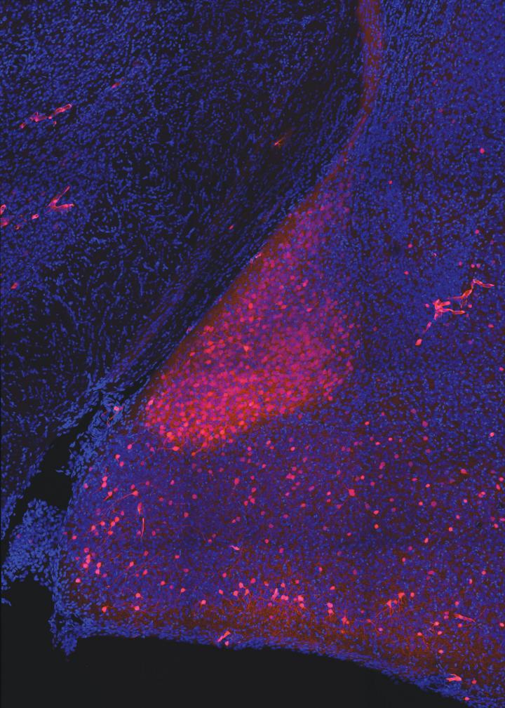 Darcin-activated neurons in media amygdala