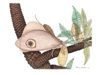 Reconstruction of the Kalligrammatid Lacewing