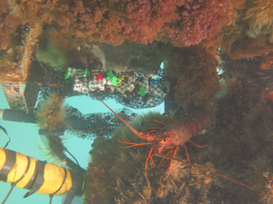 Foams attached to the Scripps Pier