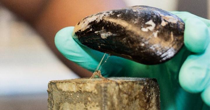 Mussels inspiring new structural adhesives