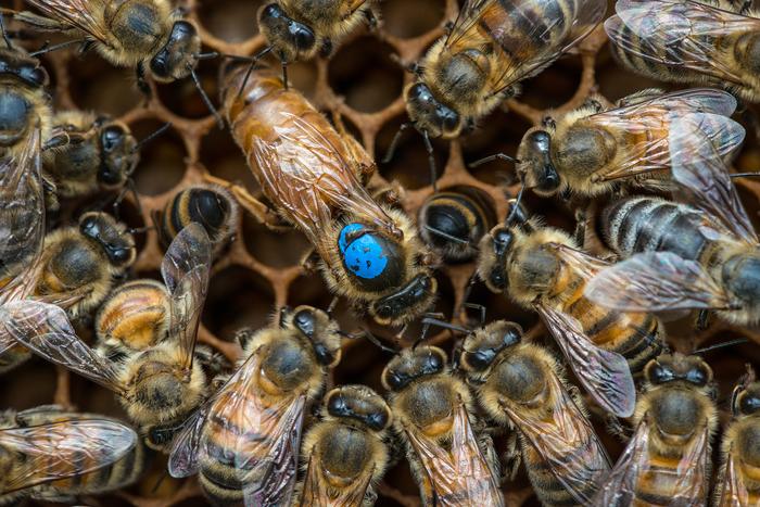 Queen and worker bees