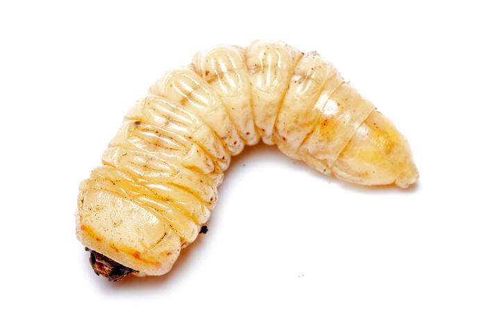 Prionus larva