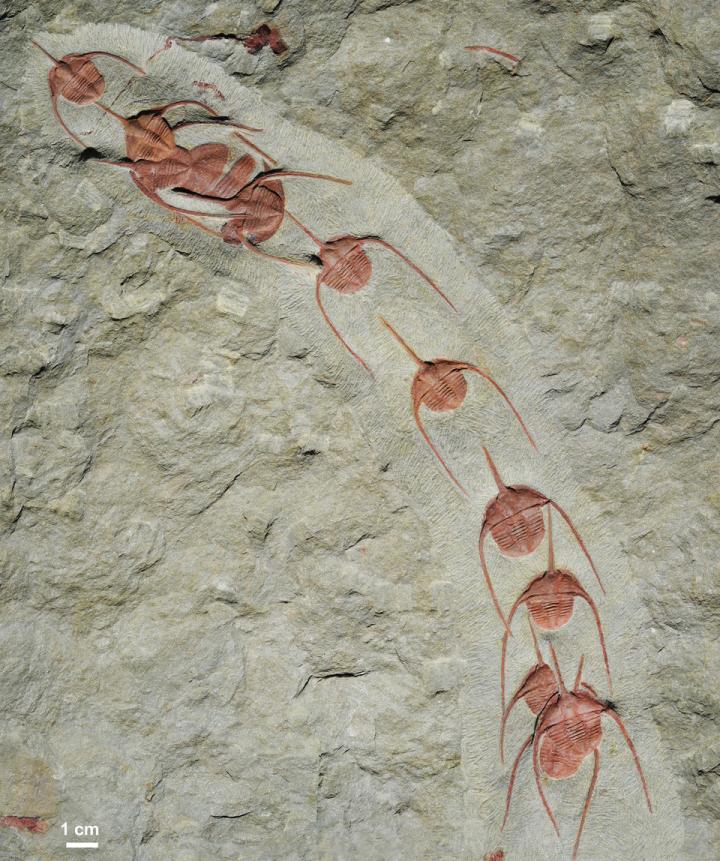 <i>Ampyx priscus</i> in Linear Formation