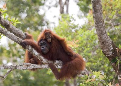Orangutan