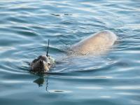 California Sea Lion