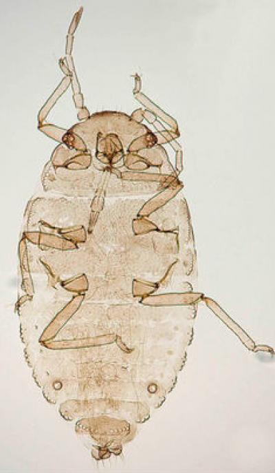 <I>Aleurodaphis sinojackiae</I>