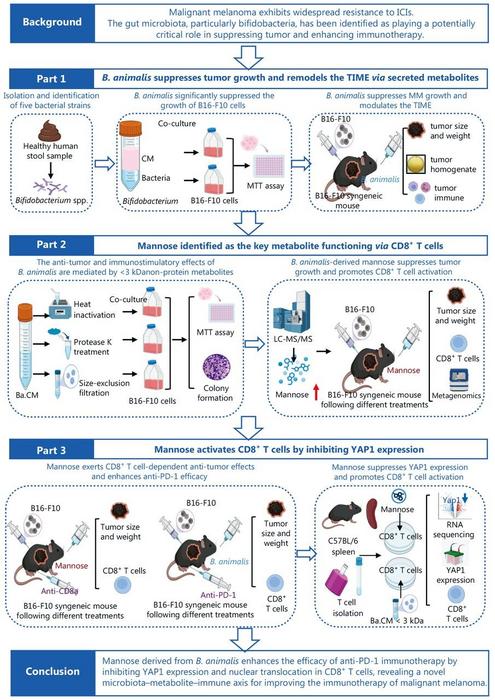 How a common probiotic ingredient turns immune cells into tumor