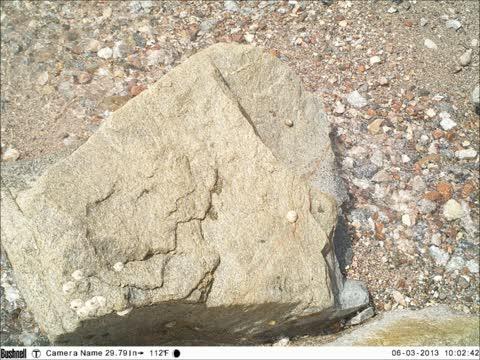 Time-lapse Video of Cellana Rota Movement