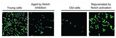 Stem Cell Activity