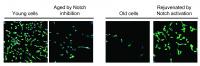 Stem Cell Activity