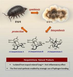 Anti-Neuroinflammatory Natural Products from Isopod-Related Fungus Now Accessible via Chemical Synthesis​