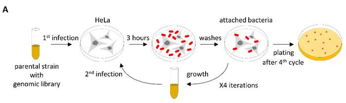 Image 1 – Evolution in the lab: Selecting "sticky" bacteria