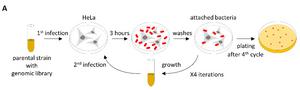 Image 1 – Evolution in the lab: Selecting "sticky" bacteria