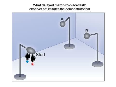 How the Animal Brain Deciphers the Locations of Animals Nearby