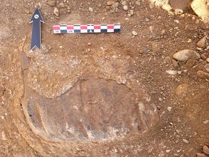 The elephant tooth as it was discovered during the excavation