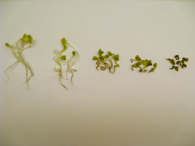 Impact of Increasing Nanoparticle Concentration on Radishes