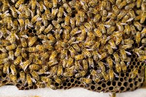 Honey bees performing waggle dance