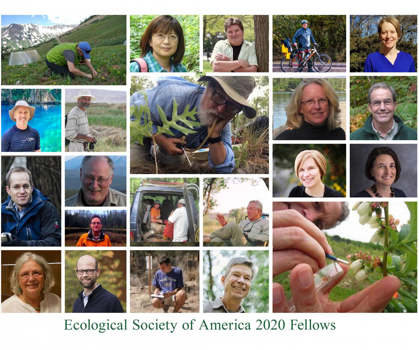 ESA 2020 Fellows