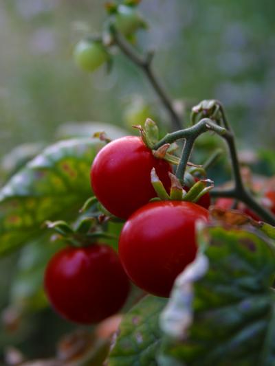 Tomatoes
