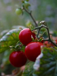 Tomatoes