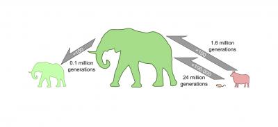 Size Increase and Decrease Diagram