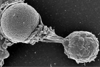 White blood cell protrusion