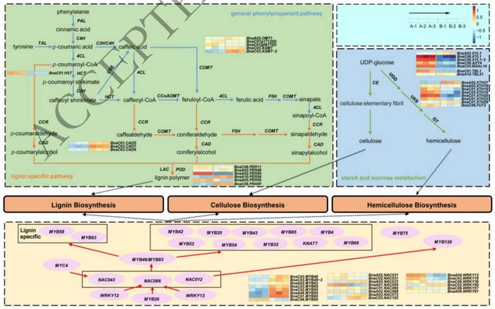 Lignocellulose biosynthesis model in stem.