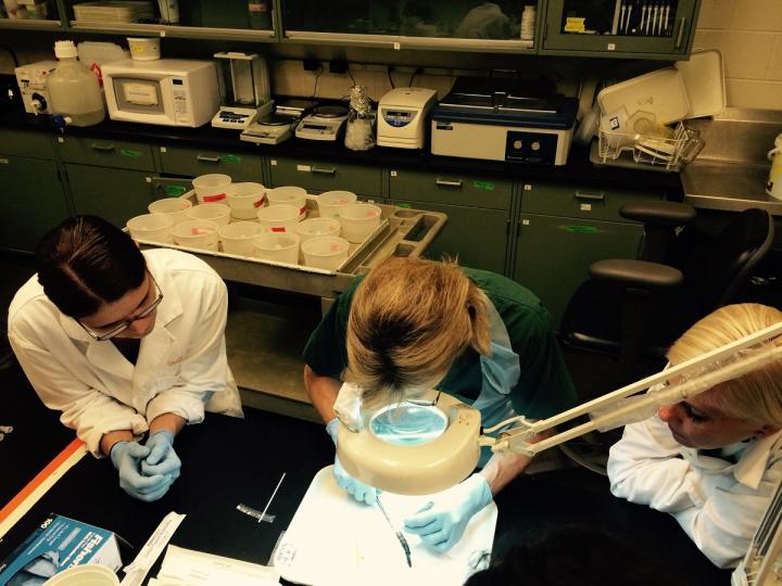 Teaching About Amphibian Disease at UTIA Center for Wildlife Health