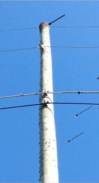 Spotted lanternfly-2